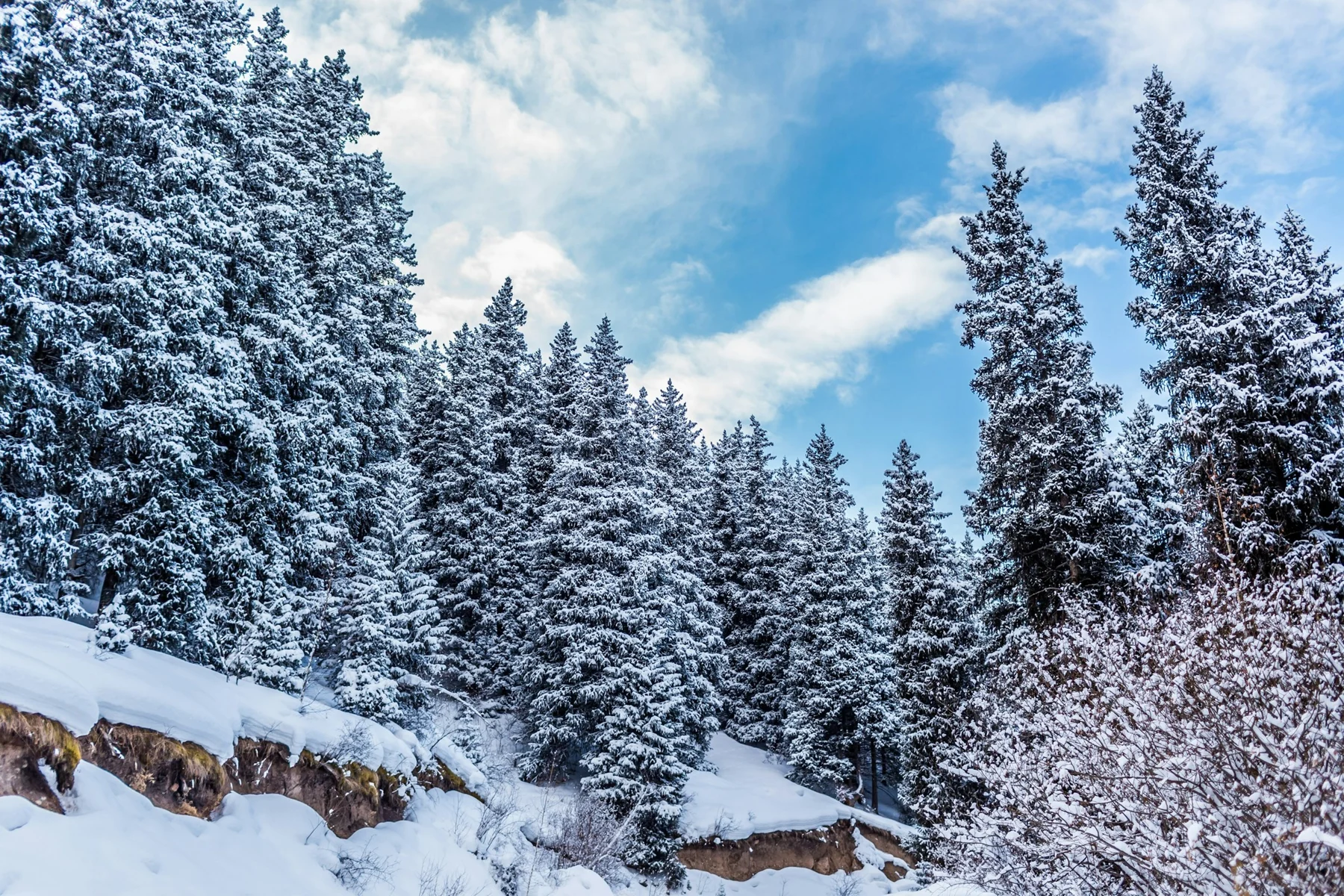 Snow-covered forest from the CATS winter catalogue